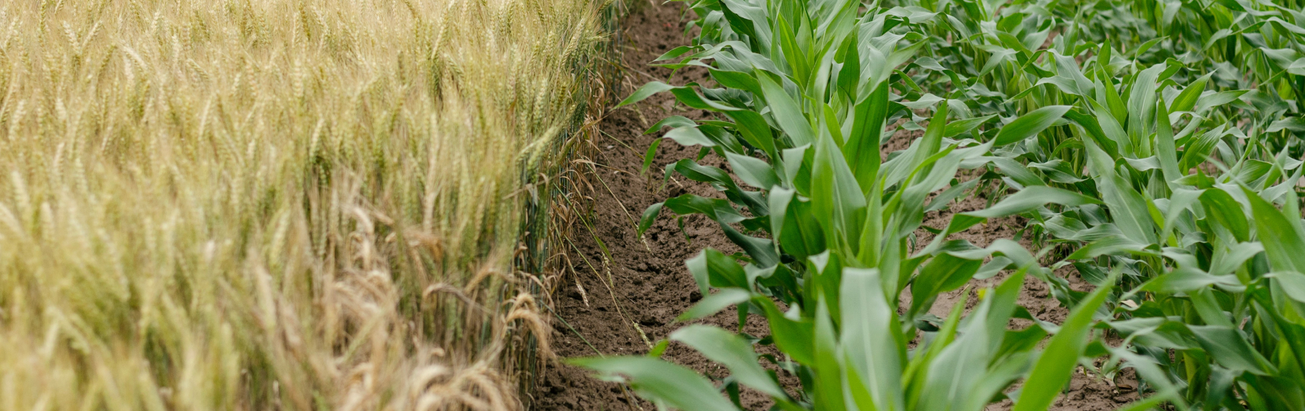 Weather and Trade Policy Wheat field